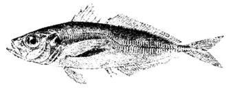 Horsmakreel
