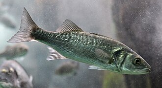Zeebaars